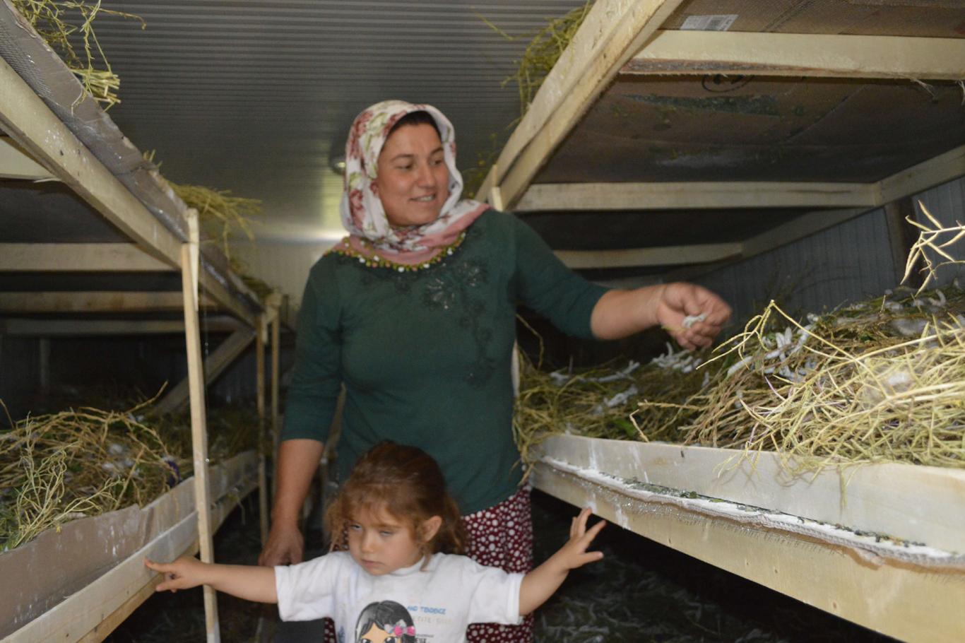 İpek böceği kozası yetiştiriciliği yaygınlaşıyor